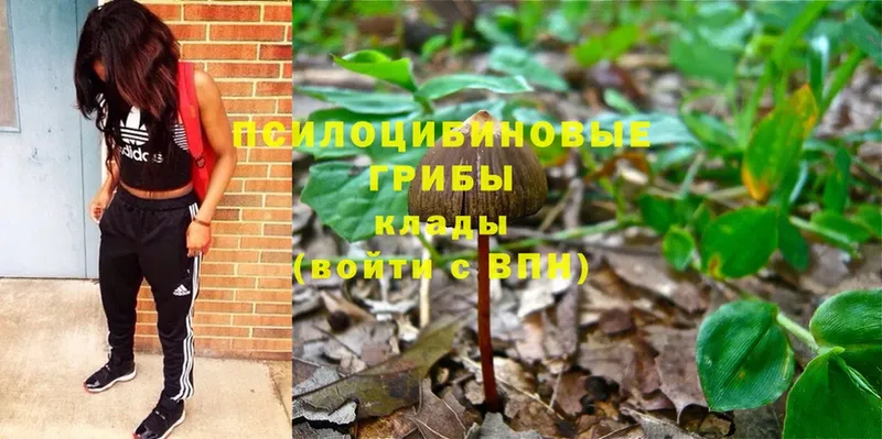 Псилоцибиновые грибы Cubensis  сколько стоит  Кизилюрт 